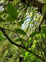 Planchonella obovata