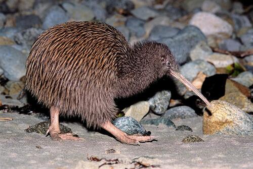 Little Spotted Kiwi (Apteryx owenii) · iNaturalist