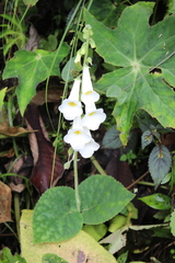 Smithiantha multiflora