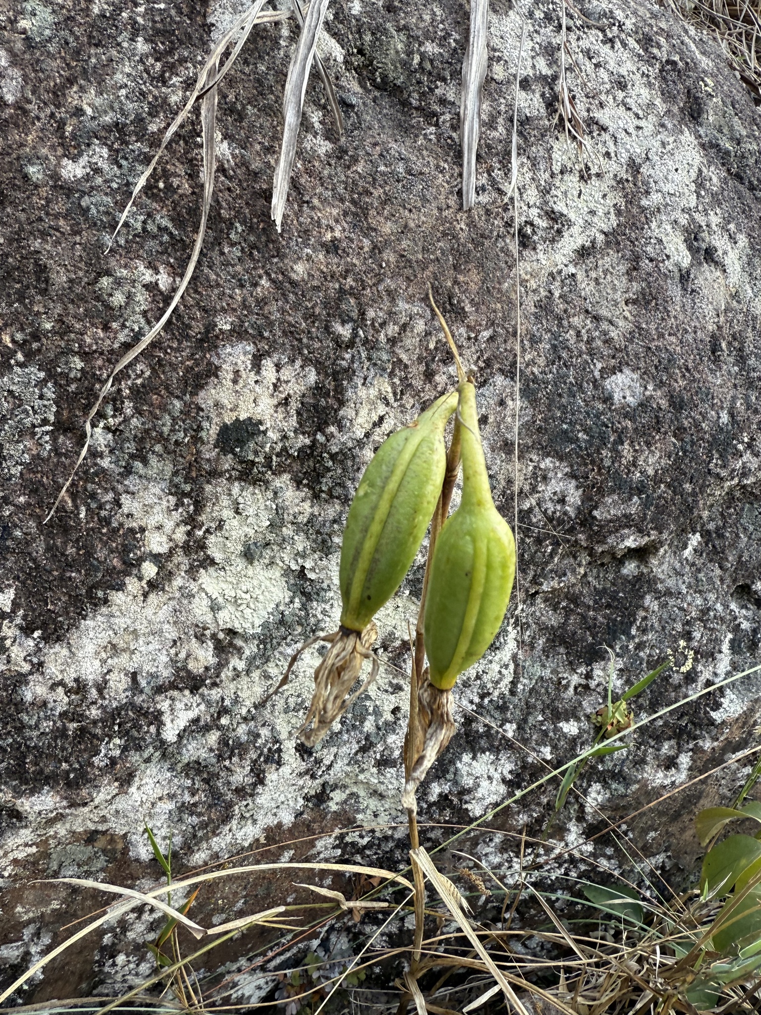 Galeandra montana