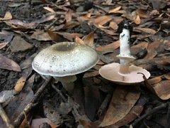 Pseudochitonia
