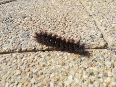 Ormiscodes cinnamomea