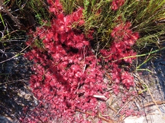 Drosera slackii