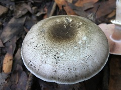 Pseudochitonia