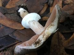 Pseudochitonia