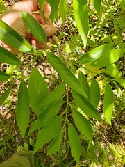 Annona reticulata