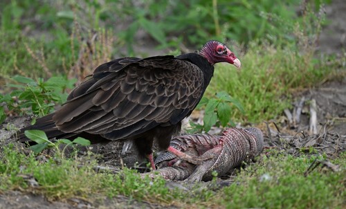 Turkey Vulture photographed in Missouri