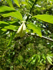Annona reticulata