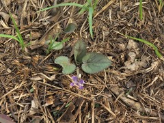 Viola villosa