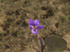 Viola villosa