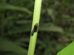 Spodoptera cosmioides