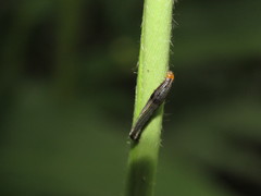 Spodoptera cosmioides