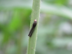 Spodoptera cosmioides