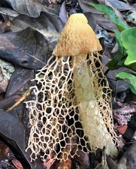 Phallus haitangensis