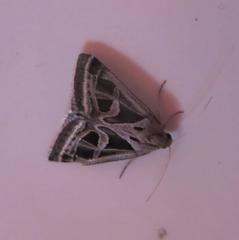 Callistege intercalaris