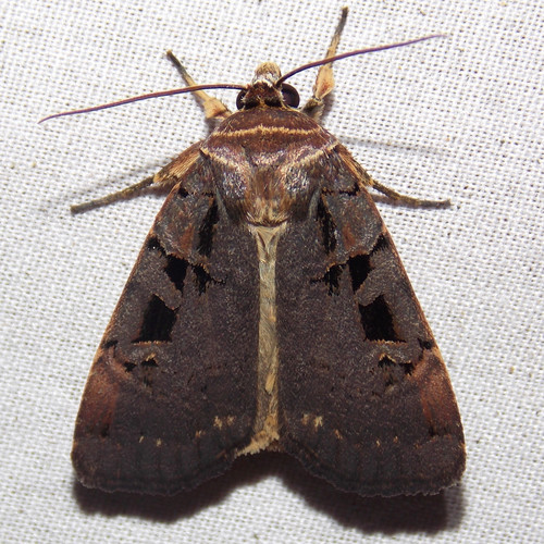 Morrison's Sooty Dart photo 4