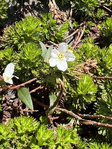 Pacific Springbeauty (Claytonia multiscapa)