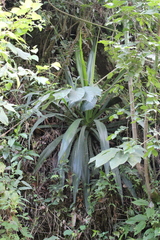 Furcraea