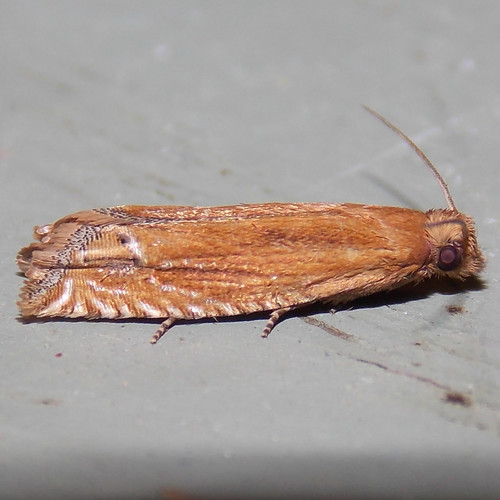 Goldenrod Pelochrista Moth