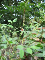 Indigofera trita