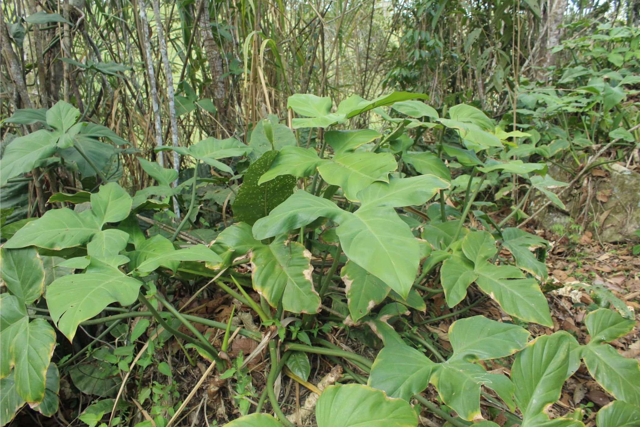 Philodendron domesticum