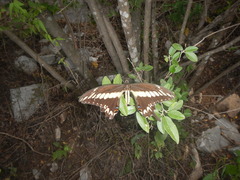 Papilio ornythion ornythion