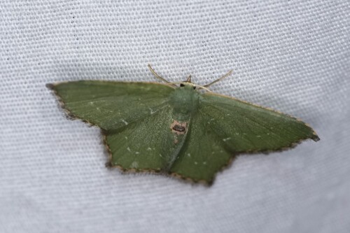 Angle-winged Emerald photo 5