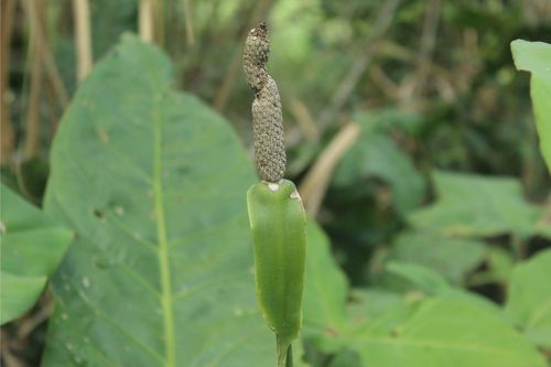 Anthurium caucavallense