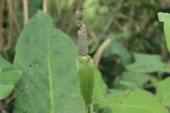 Anthurium caucavallense