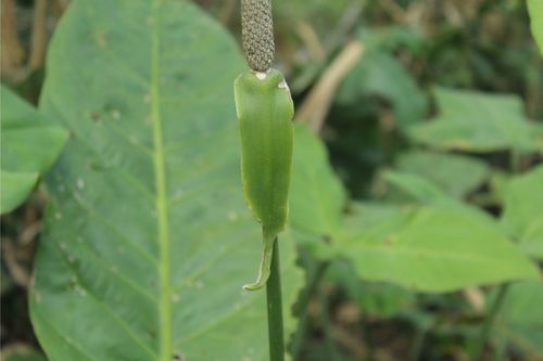 Anthurium caucavallense, photograph 1