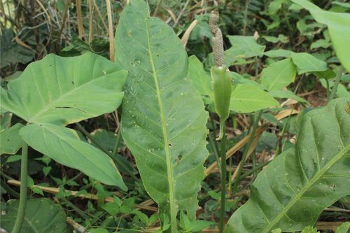 Anthurium caucavallense, photograph 2