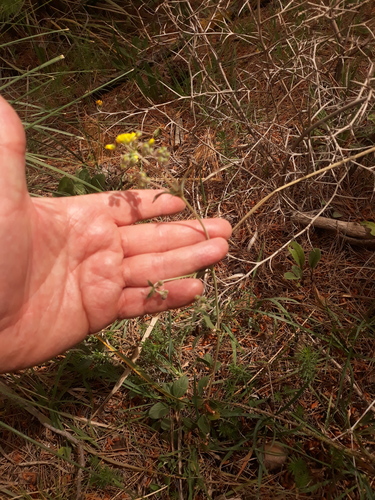Helianthemum cinereum, photograph 6
