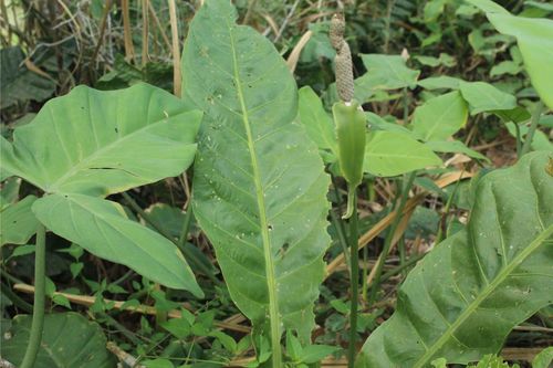 Anthurium caucavallense, photograph 3