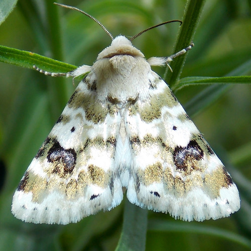 Goldenrod Flower Moth photo 2