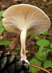 Leucocybe candicans