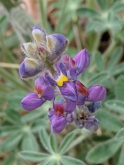 Lupinus neomexicanus