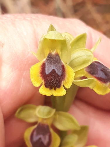 Murbeck's Bee-orchid (Ophrys murbeckii)