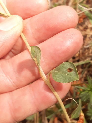 Helianthemum cinereum, photograph 5