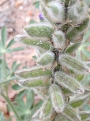 Lupinus neomexicanus