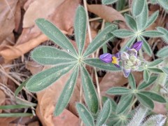 Lupinus neomexicanus