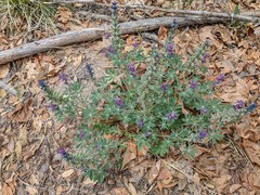Lupinus neomexicanus