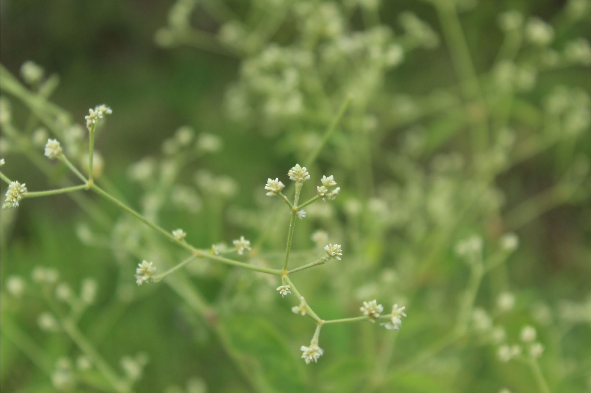 Twenty One Shilling (Pfaffia iresinoides)