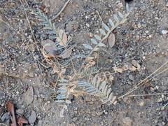 Astragalus douglasii parishii