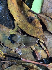 Ranoidea barringtonensis