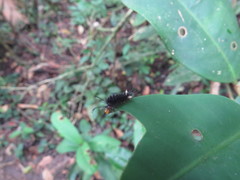 Halysidota orientalis