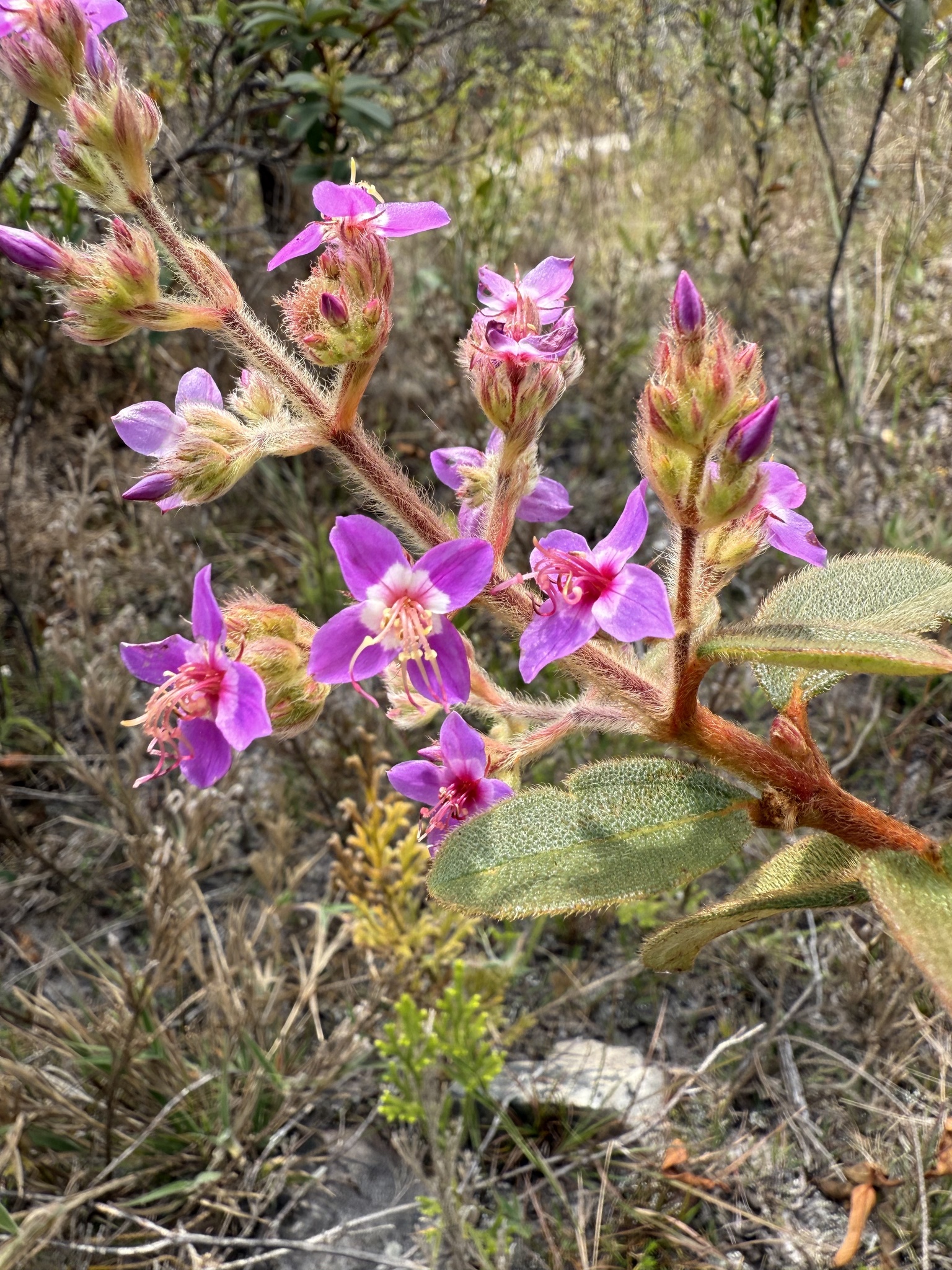 Macairea radula
