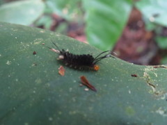 Halysidota orientalis