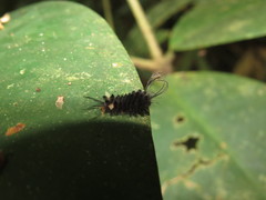 Halysidota orientalis
