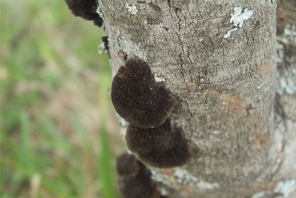 Hexagonia hydnoides · October 2019 · photo: © nicolasr (iNaturalist, cc-by)