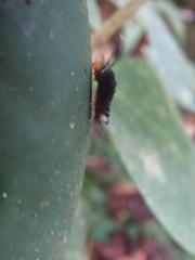 Halysidota orientalis